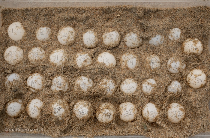 Turtle eggs.